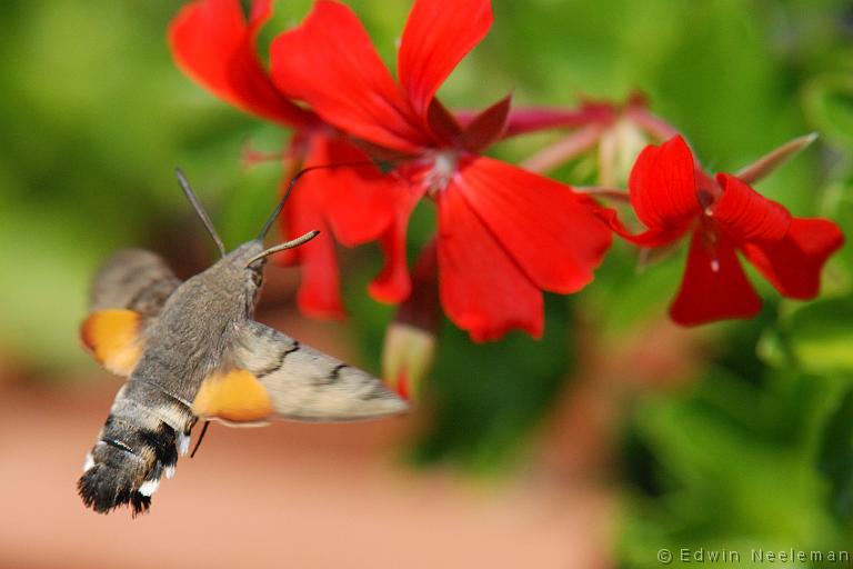 ENE-20090906-0534.jpg - [nl] Kolibrievlinder ( Macroglossum stellatarum )  Les Bassets, Vareilles, Frankrijk[en] Hummingbird Hawk-moth ( Macroglossum stellatarum )  Les Bassets, Vareilles, France